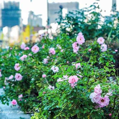 修景バラ（ランドスケープローズ） - Landscape Rose