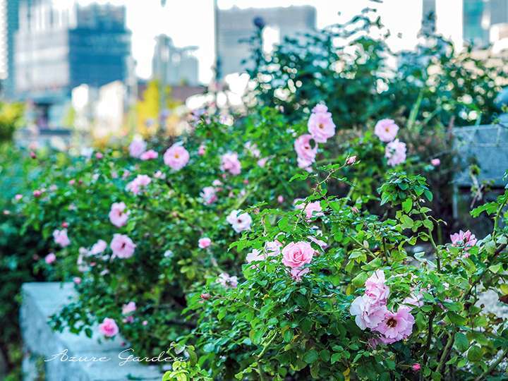 修景バラ(ランドスケープローズ) - Landscape Rose