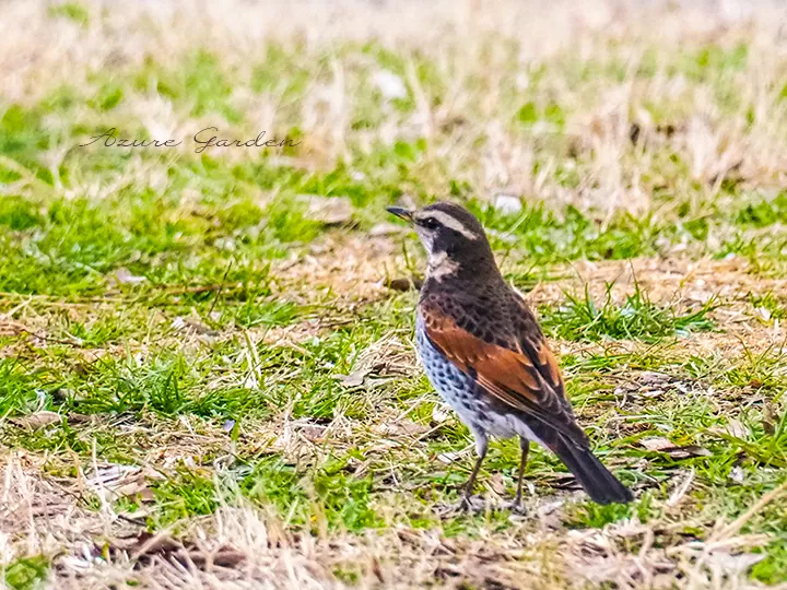 散歩道で出会ったツグミ（Thrush）