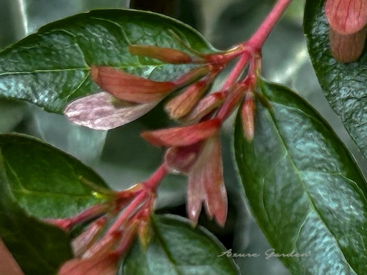 アベリアの花後 - 萼（ガク）が残った様子