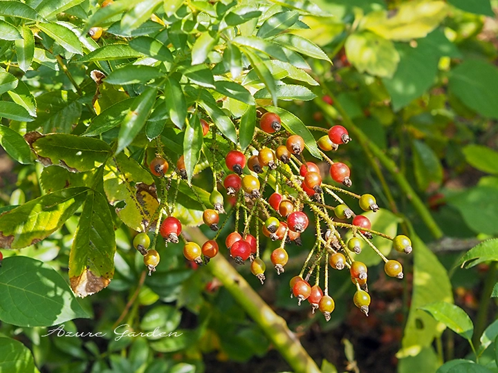 ツクシノイバラ（ロサ ムルティフローラ アデノカエタ）