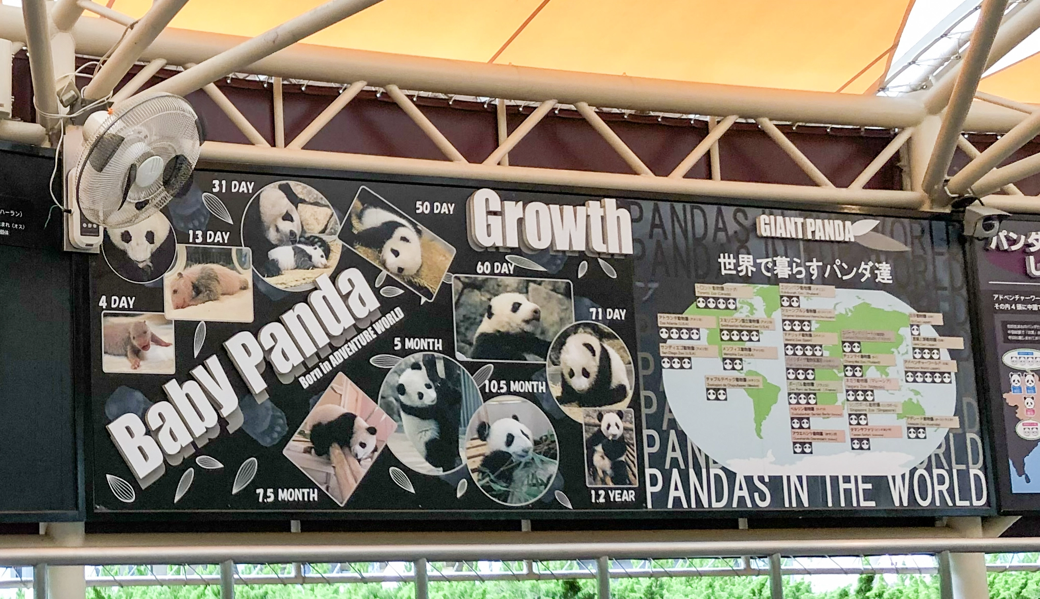 赤ちゃんパンダの成長の過程- Baby Panda Growth