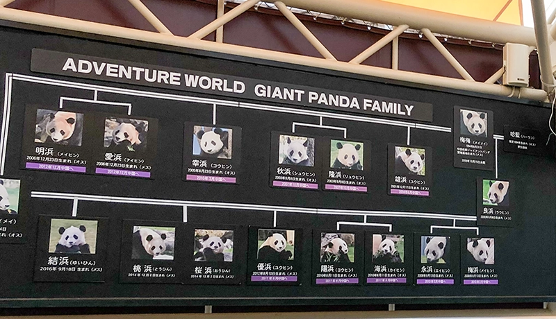 アドベンチャーワールドのパンダファミリー