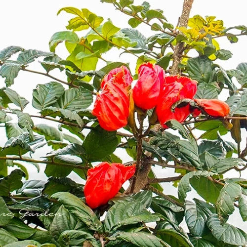 カエンボク（火焔木）- African Tulip Tree