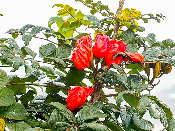 カエンボク（火焔木）- African Tulip Tree