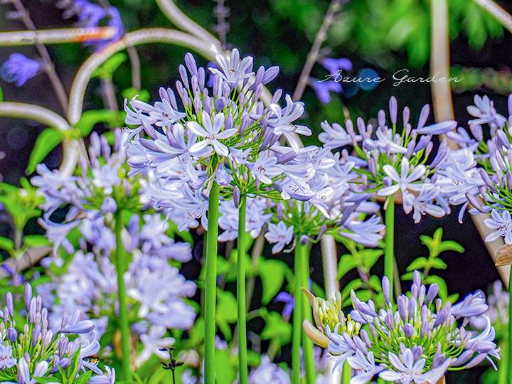 アガパンサス（Agapanthus）
