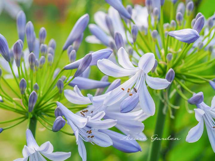 アガパンサス（Agapanthus）
