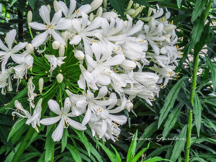 白のアガパンサス（Agapanthus）
