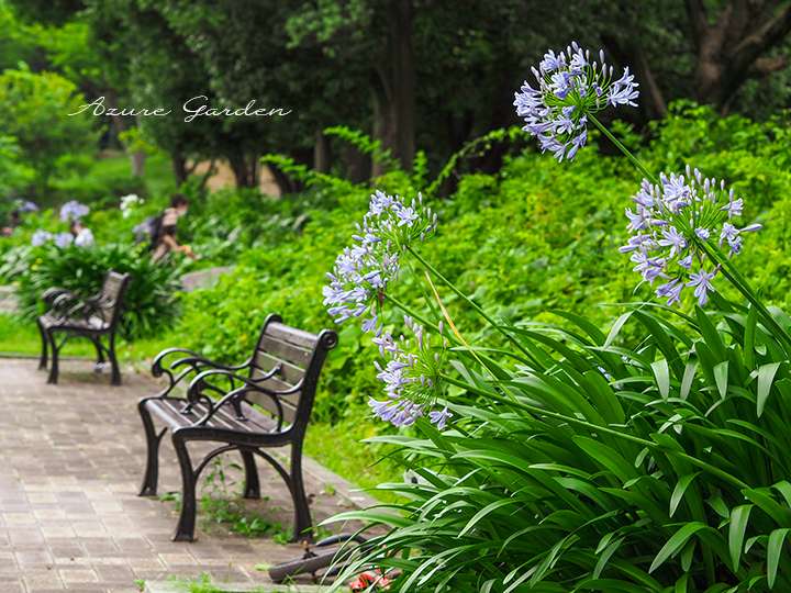 アガパンサス（Agapanthus）