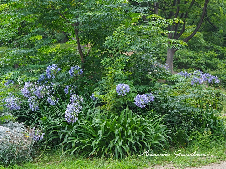庭園でも映えるアガパンサス