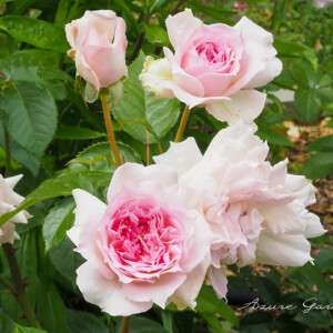F｜Floribunda（フロリバンダ）