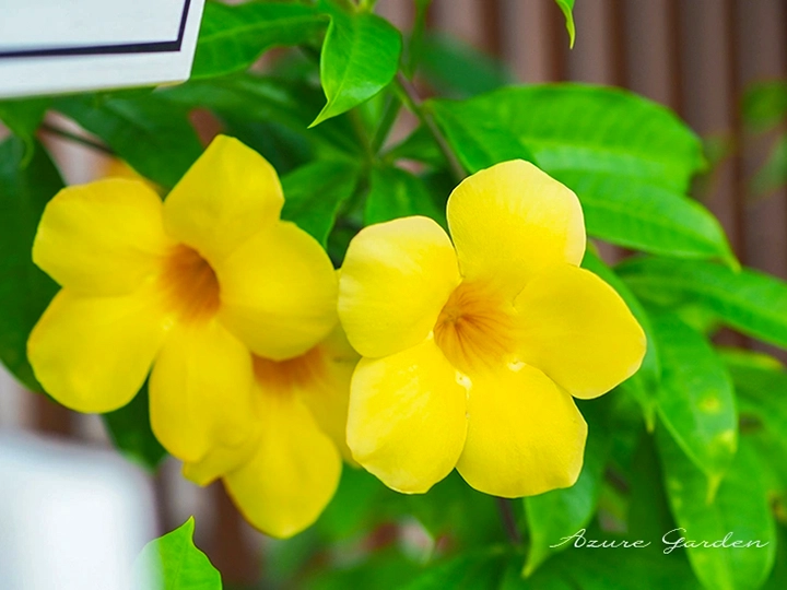 アリアケカズラの黄色い花
