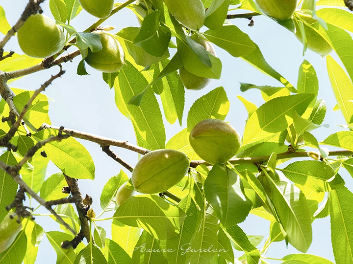 アーモンドの実