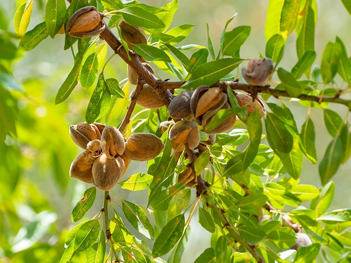 アーモンドの実