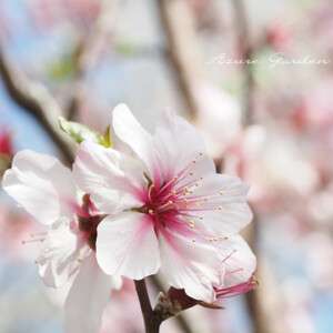アーモンド（扁桃）｜桜のように咲く大輪の花