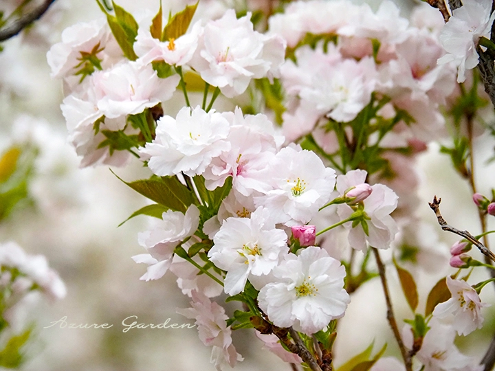天の川（あまのがわ）- 'Amanogawa' sakura