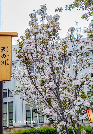 箒を逆さにしたような樹形の天の川