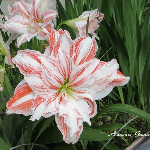 アマリリス - Amaryllis