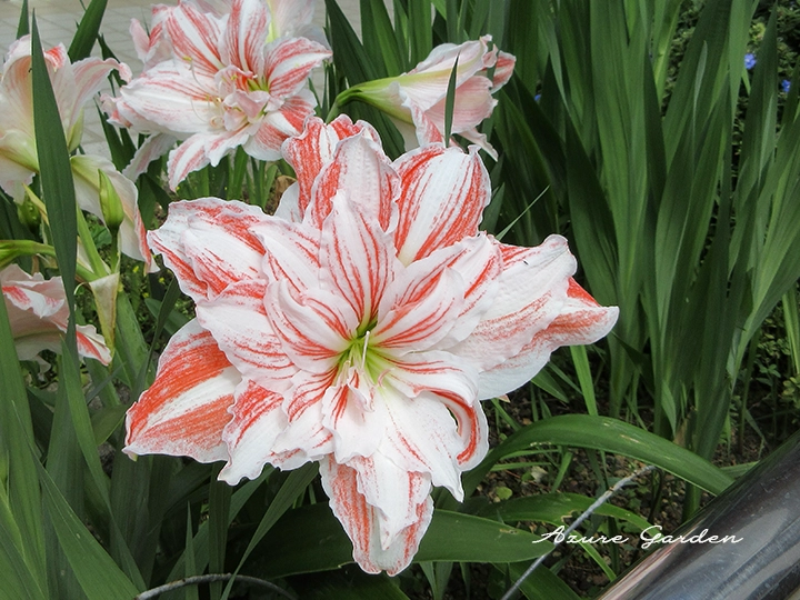 アマリリス - Amaryllis