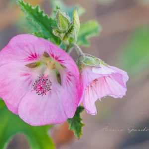 アニソドンテア｜やさしいピンク色の花を咲かせるアオイ科の植物