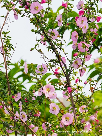 枝いっぱいに淡いピンク色の花を咲かせるアニソドンテア