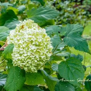 アナベル｜純白の大きな花が魅力のアメリカアジサイ