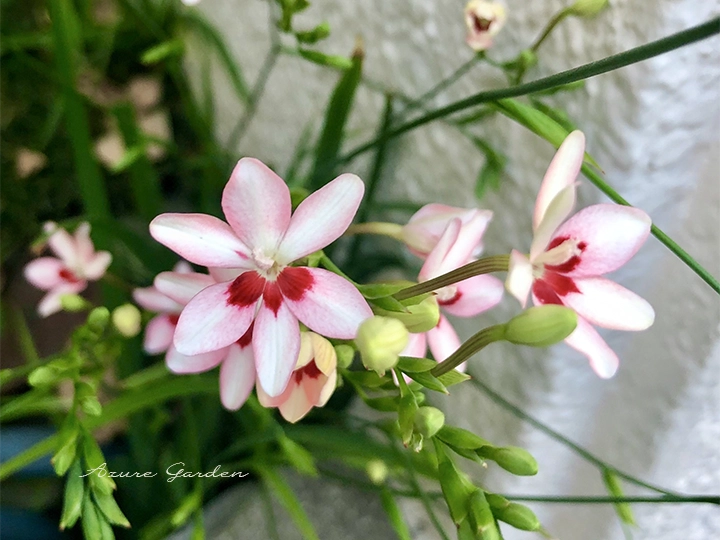 淡いピンク色の花を咲かせるヒメヒオウギ