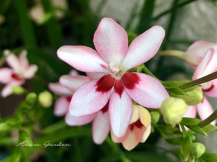 淡いピンク色の花びらに紅色の斑が入るヒメヒオウギ