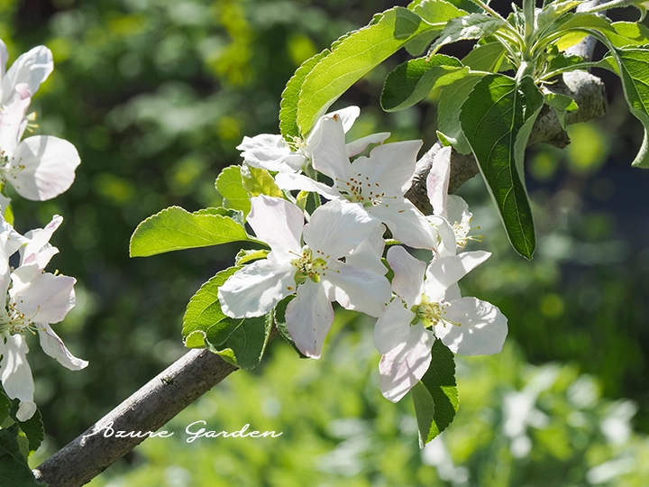 見ごろを迎えたリンゴの花