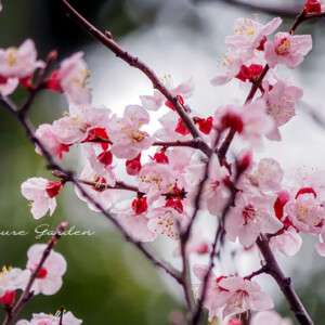 アンズ（杏）| 花の特徴と見分け方