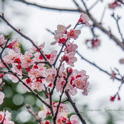 アンズ（杏）- Apricot