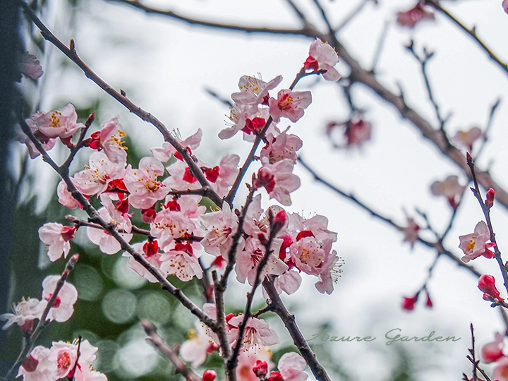 アンズ（杏）- Apricot