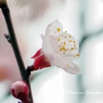 アンズ（杏）