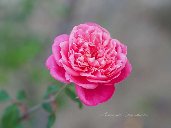 アルシュデュク ジョセフ（Archiduc Joseph）