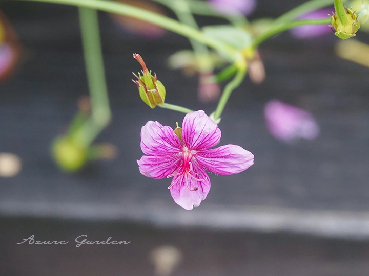 アサマフウロ(浅間風露)