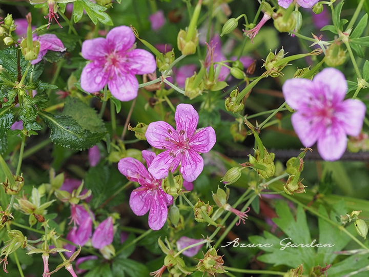 アサマフウロ(浅間風露)
