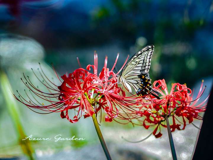 ナミアゲハ(Asian Swallowtail)
