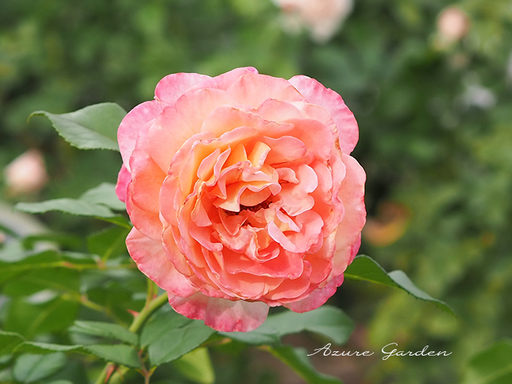 アウグスタ ルイーゼ(Augusta Luise)