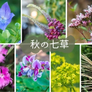 秋の七草｜自然と日本文化を楽しむ七つの植物