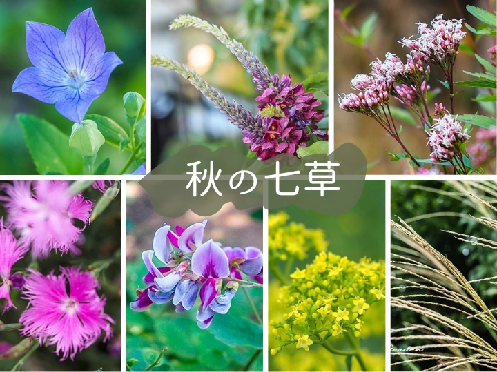 秋の七草