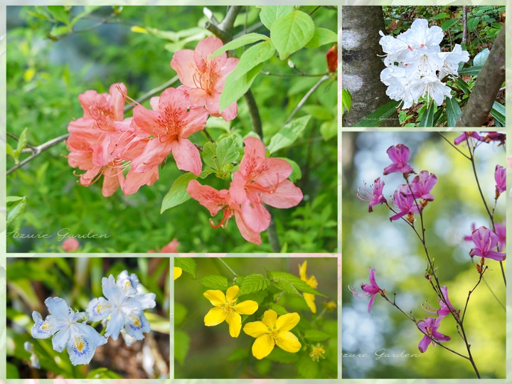 田園文化ゾーンで出会った季節の花々。