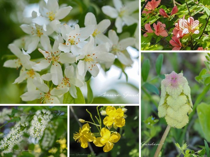 あずみの公園の里山文化ゾーンで出会った季節の花々。