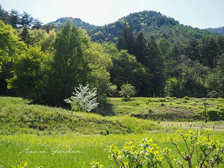 歩みを進めると、ところどころに白い花や八重桜がぽつんと咲いているのが見えてきます。
