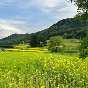 菜の花と歩く春の風景|国営アルプスあづみの公園・里山文化ゾーン
