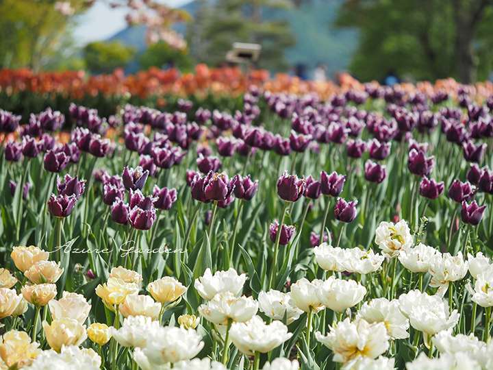 やさしい色から深い紫まで、色のグラデーションも楽しめる花壇です。