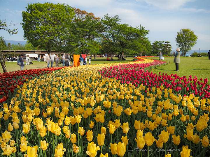 芝生の上に咲く、チューリップの天の川。