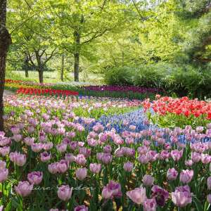 チューリップと歩く春の風景|国営アルプスあづみの公園・田園文化ゾーン