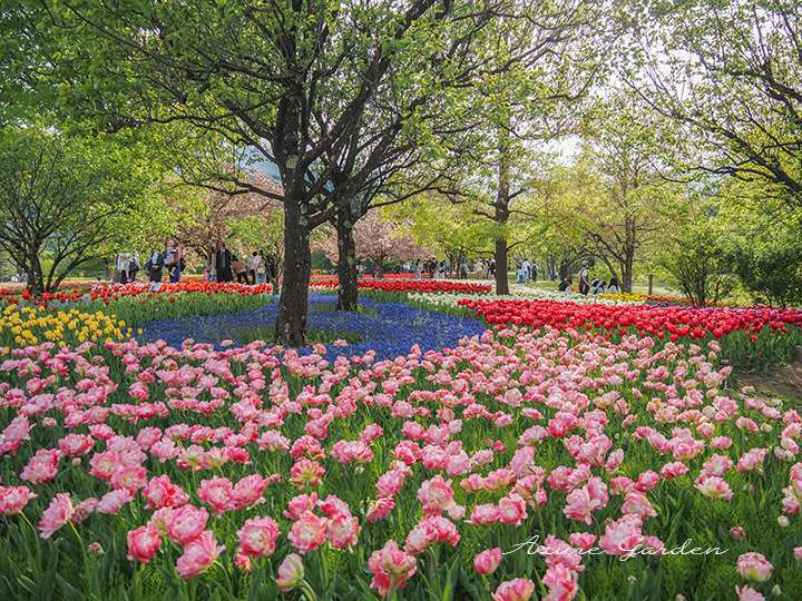 ピンクと白の八重咲きチューリップ、奥には八重桜がふんわりと咲いています。