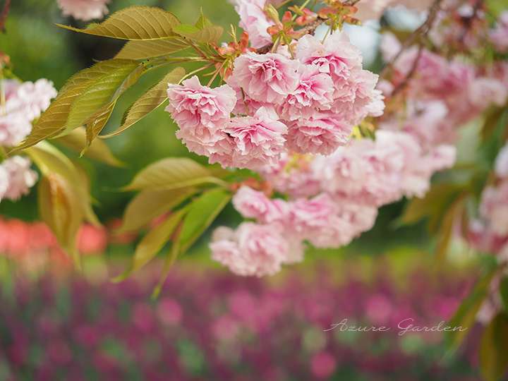 八重桜もちょうど見頃でした。