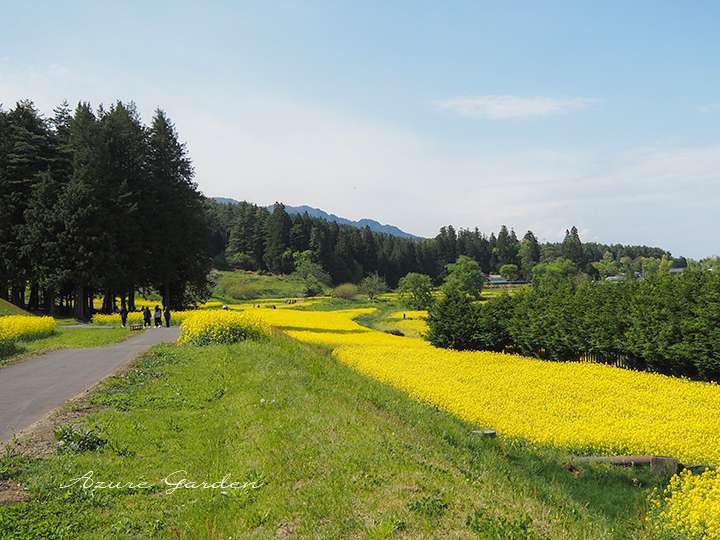 棚田の斜面一面に広がる菜の花。